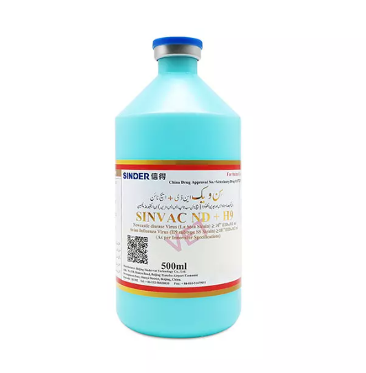 Ano ang pinaka -karaniwang paraan ng mga manok na nakakakuha ng sakit?