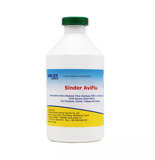 Paano Nakakaapekto ang Avian Influenza sa Kalusugan ng Manok?